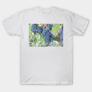 Summer Grapes on the Vine in the Okanagan Valley T-Shirt